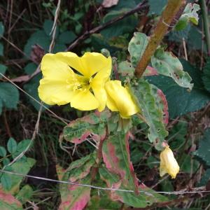 Photographie n°2335842 du taxon Oenothera biennis L. [1753]