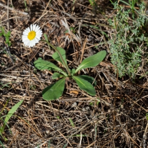 Photographie n°2335851 du taxon Bellis perennis L. [1753]