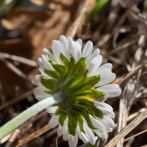 Photographie n°2335853 du taxon Bellis perennis L. [1753]