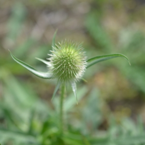 Photographie n°2335860 du taxon Dipsacus laciniatus L.