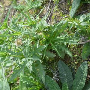 Photographie n°2335861 du taxon Dipsacus laciniatus L.