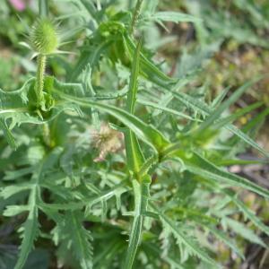 Photographie n°2335862 du taxon Dipsacus laciniatus L.