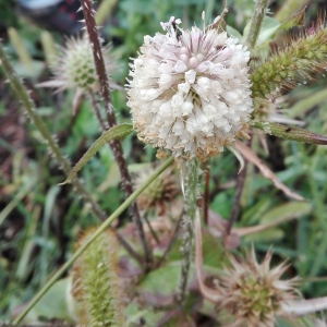 Photographie n°2335863 du taxon Dipsacus laciniatus L.