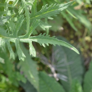 Photographie n°2335865 du taxon Dipsacus laciniatus L.