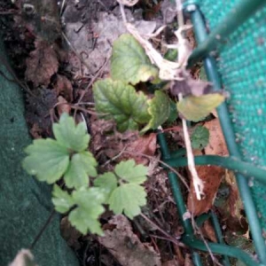 Photographie n°2335873 du taxon Ranunculus repens L. [1753]