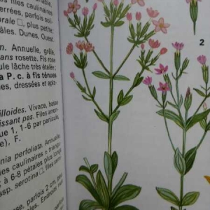 Photographie n°2335874 du taxon Centaurium erythraea Rafn [1800]