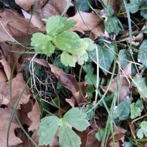 Photographie n°2335877 du taxon Ranunculus acris L. [1753]