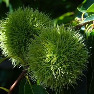 Photographie n°2335885 du taxon Castanea sativa Mill.