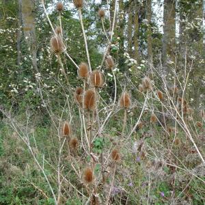 Photographie n°2335894 du taxon Dipsacus fullonum L. [1753]