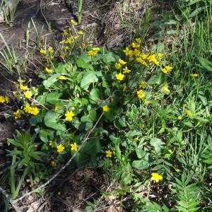 Photographie n°2335908 du taxon Caltha palustris L. [1753]