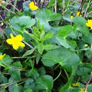 Photographie n°2335909 du taxon Caltha palustris L. [1753]