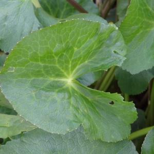 Photographie n°2335910 du taxon Caltha palustris L. [1753]