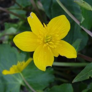 Photographie n°2335911 du taxon Caltha palustris L. [1753]