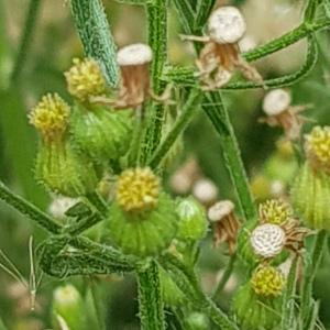 Photographie n°2335955 du taxon Erigeron canadensis L. [1753]