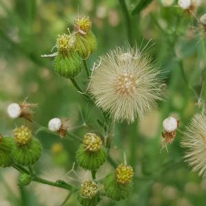 Photographie n°2335956 du taxon Erigeron canadensis L. [1753]