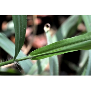 Digitaria ciliaris (Retz.) Koeler (Southern Crabgrass)