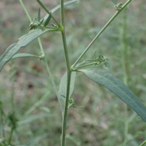 Photographie n°2335985 du taxon Atriplex patula L. [1753]