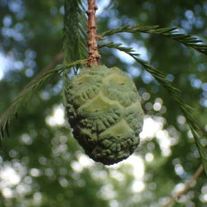 Photographie n°2335990 du taxon Taxodium distichum (L.) Rich. [1810]