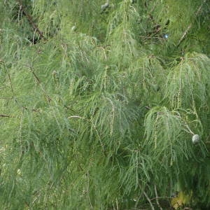 Photographie n°2335991 du taxon Taxodium distichum (L.) Rich. [1810]