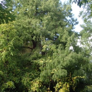 Photographie n°2335992 du taxon Taxodium distichum (L.) Rich. [1810]