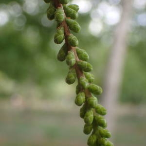 Taxodium distichum (L.) Rich. (Cyprès chauve)