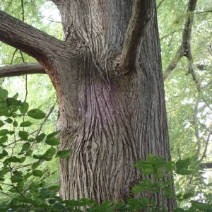 Photographie n°2335995 du taxon Taxodium distichum (L.) Rich. [1810]