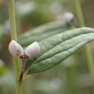 Photographie n°2335996 du taxon Lithospermum officinale L. [1753]