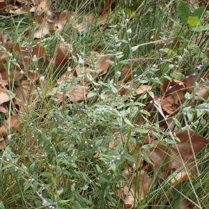 Photographie n°2335998 du taxon Lithospermum officinale L. [1753]