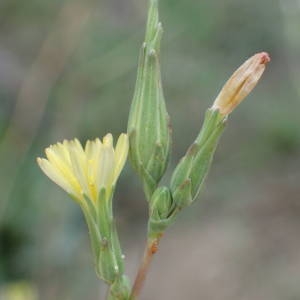 Photographie n°2336000 du taxon Lactuca serriola L. [1756]