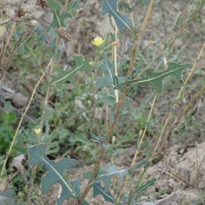 Photographie n°2336002 du taxon Lactuca serriola L. [1756]