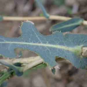 Photographie n°2336006 du taxon Lactuca serriola L. [1756]