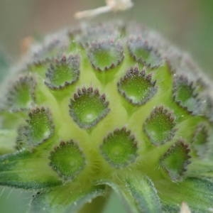 Photographie n°2336012 du taxon Knautia integrifolia (L.) Bertol. [1836]