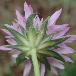 Photographie n°2336014 du taxon Knautia integrifolia (L.) Bertol. [1836]