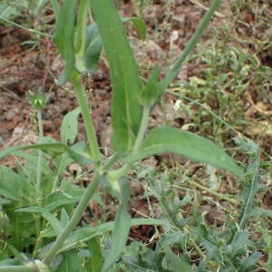 Photographie n°2336016 du taxon Knautia integrifolia (L.) Bertol. [1836]