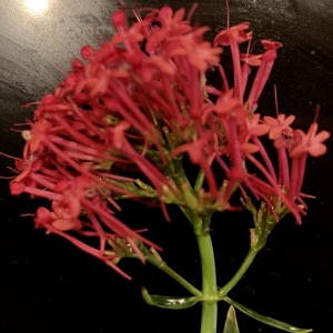 Photographie n°2336063 du taxon Centranthus ruber (L.) DC. [1805]