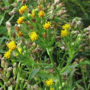 Photographie n°2336075 du taxon Aster tripolium L.