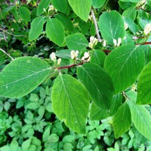 Photographie n°2336085 du taxon Lonicera xylosteum L. [1753]