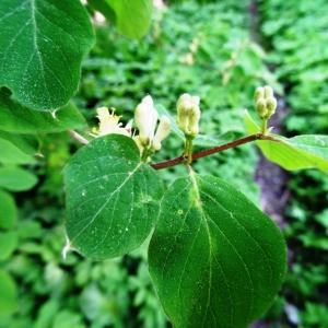 Photographie n°2336086 du taxon Lonicera xylosteum L. [1753]