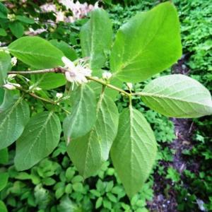 Photographie n°2336087 du taxon Lonicera xylosteum L. [1753]