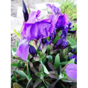 Iris pumila L. (Iris nain des jardins)