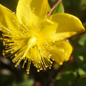  - Hypericum calycinum L.