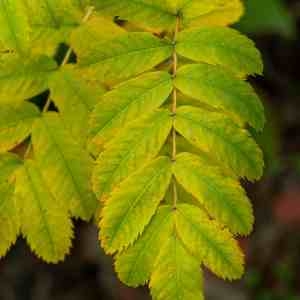 Photographie n°2336171 du taxon Sorbus domestica L. [1753]