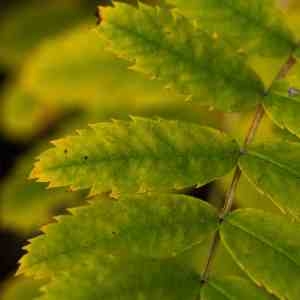 Photographie n°2336172 du taxon Sorbus domestica L. [1753]