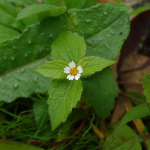 Photographie n°2336181 du taxon Galinsoga quadriradiata Ruiz & Pav.