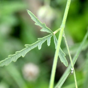 Photographie n°2336196 du taxon Althaea cannabina L.