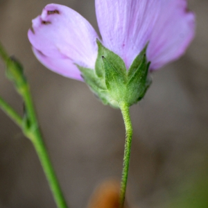 Photographie n°2336197 du taxon Althaea cannabina L.