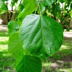  - Tilia platyphyllos subsp. cordifolia (Besser) C.K.Schneid. [1909]