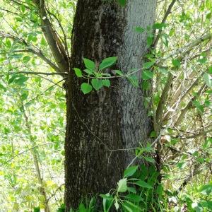 Photographie n°2336243 du taxon Populus balsamifera L. [1753]