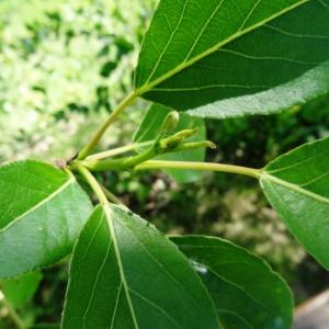 Photographie n°2336245 du taxon Populus balsamifera L. [1753]