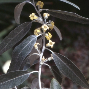  - Elaeagnus angustifolia L. [1753]